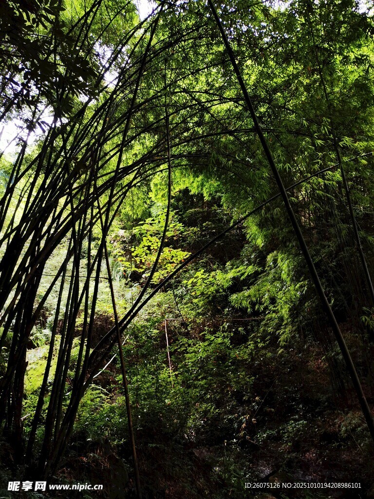 茂密竹林中的自然景致
