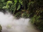 雨林中弥漫的缥缈雾气