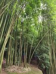 翠绿竹林清幽自然之景