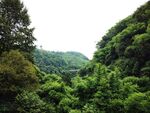 翠绿山林间的自然美景