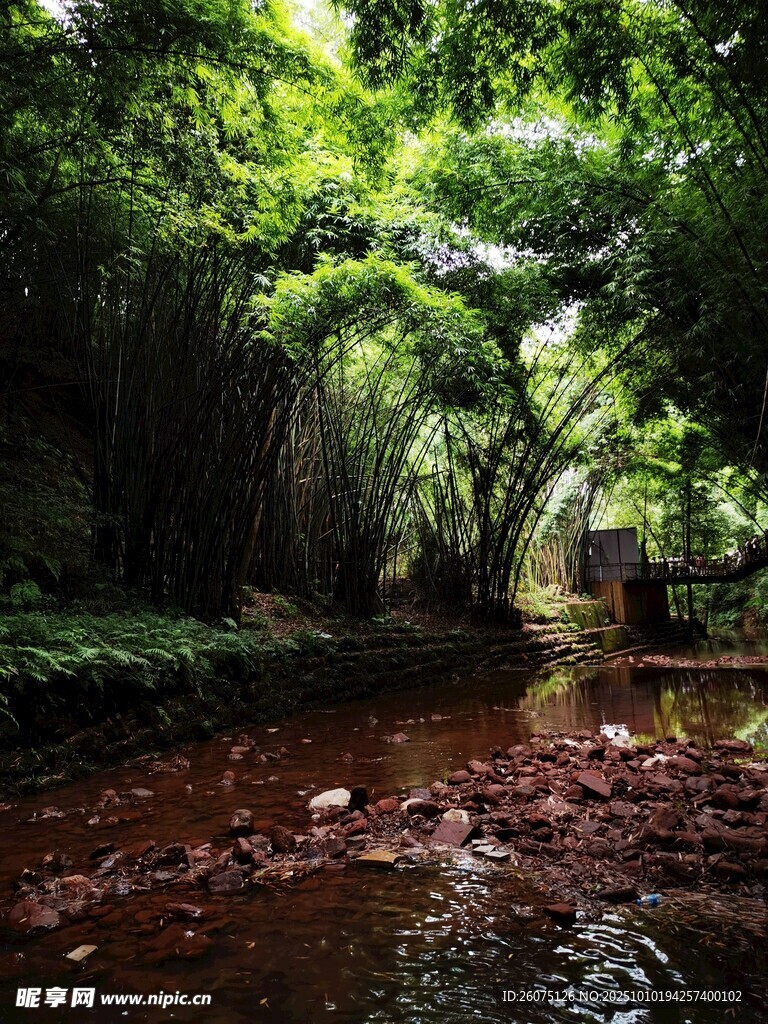 林间溪流绿意盎然的自然景