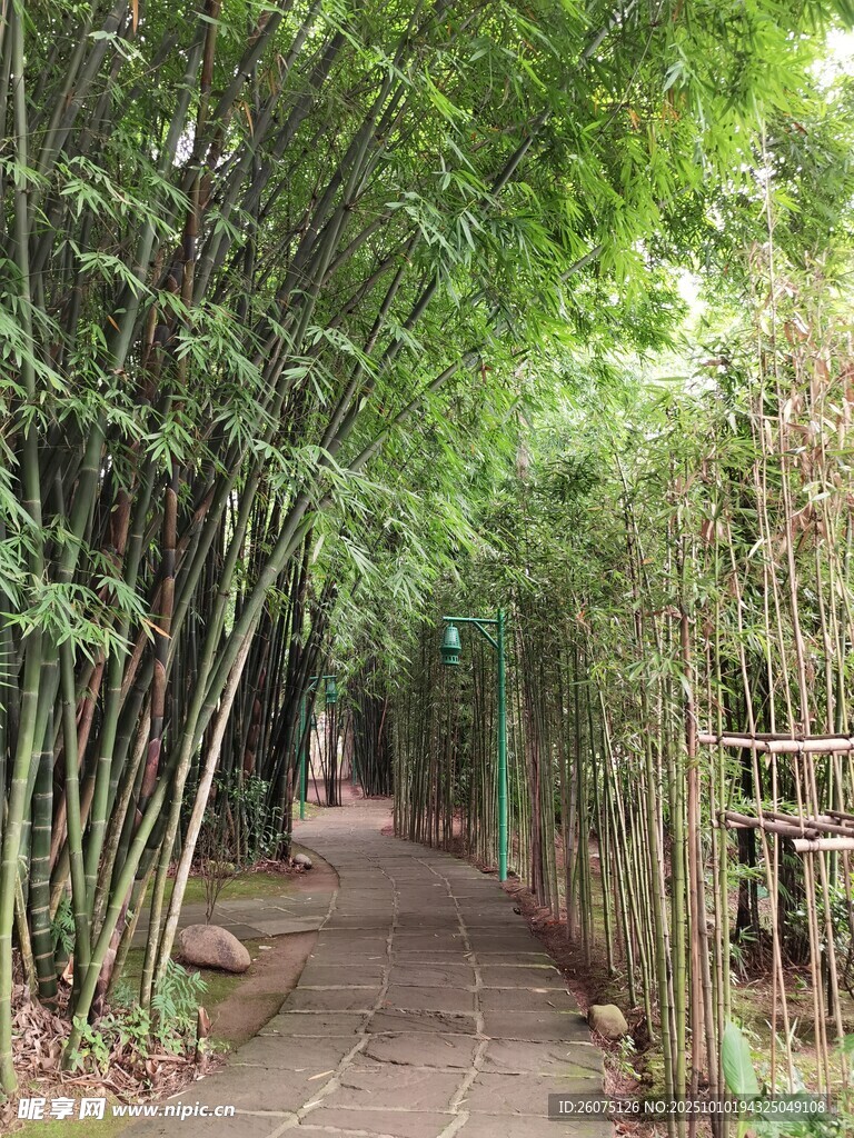 竹林小径清幽自然之景