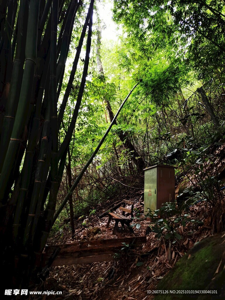 竹林间的清幽小径