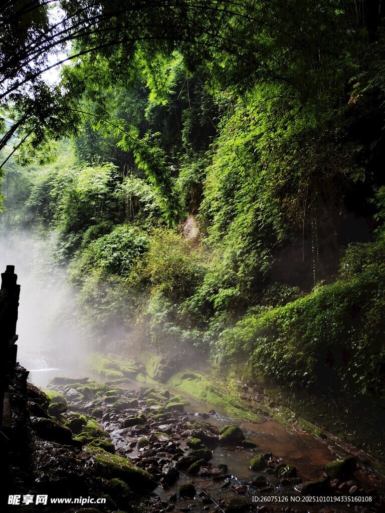 山间溪流旁的绿意仙境