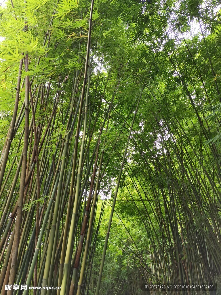翠绿竹林自然清新之景