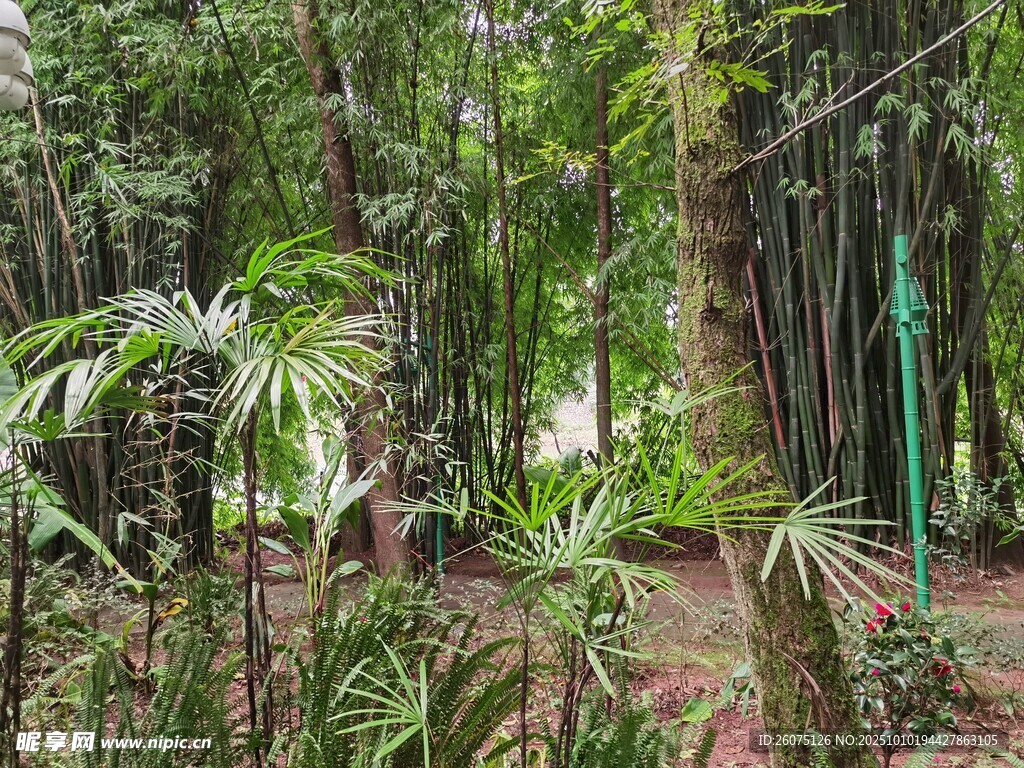 茂密丛林中的多样植物景观
