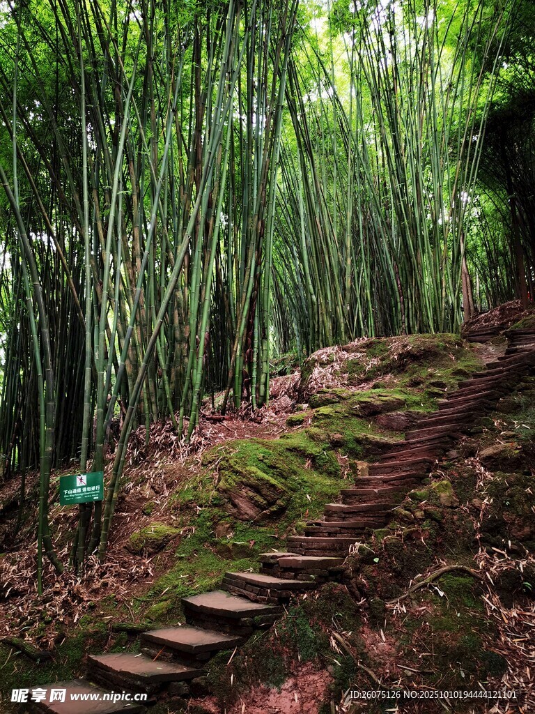 竹林中的蜿蜒石阶小径