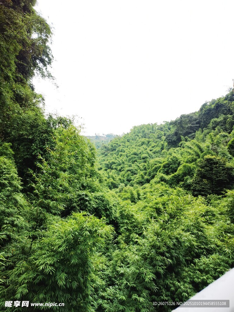 郁郁葱葱的山林景观