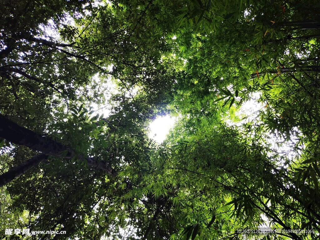 仰视茂密森林树冠景象