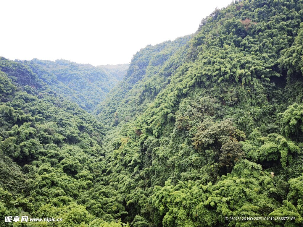翠绿山谷间的繁茂植被