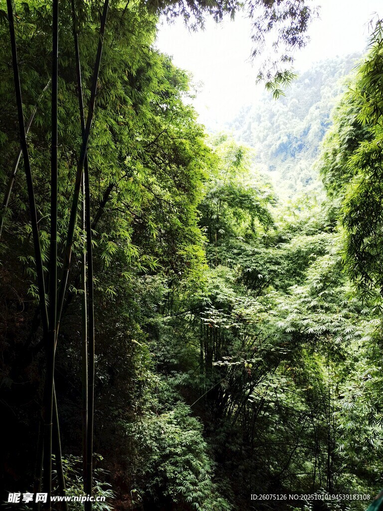 茂密山林绿意盎然