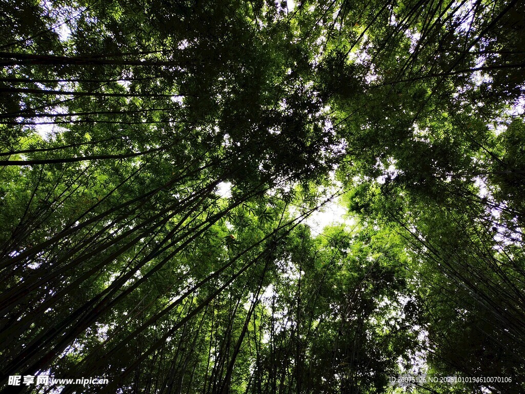 仰视茂密翠绿的竹林树冠