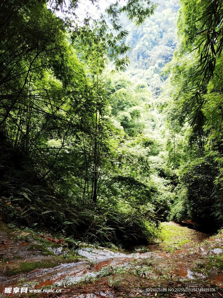 茂密丛林中的自然景致