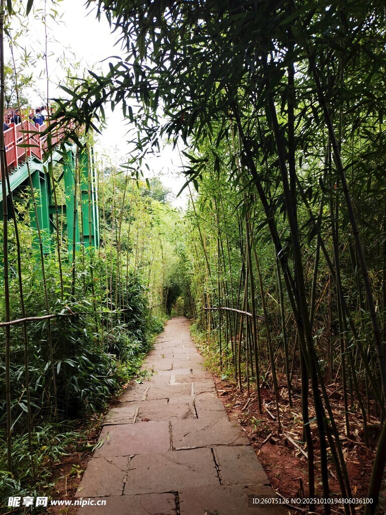 林间幽径绿意盎然的小道