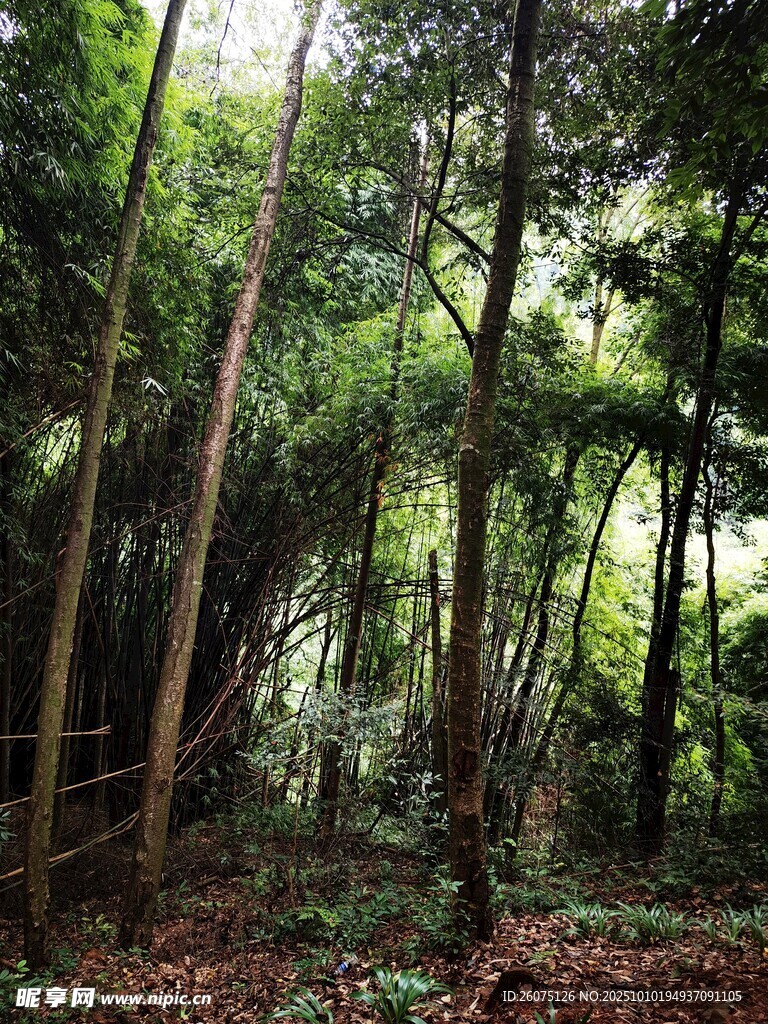 茂密森林中的自然景致