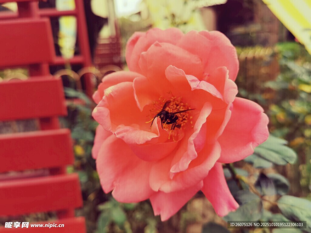 娇艳粉花上的黑色小虫