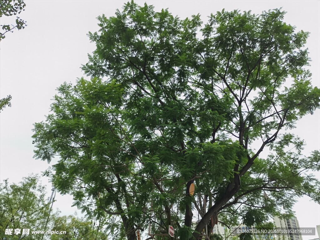 高大葱郁的绿树