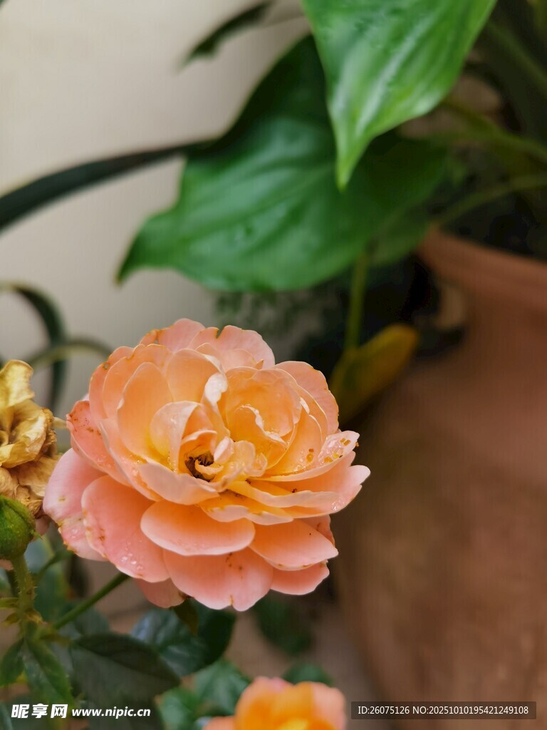 娇艳橙色小花蜜蜂相伴