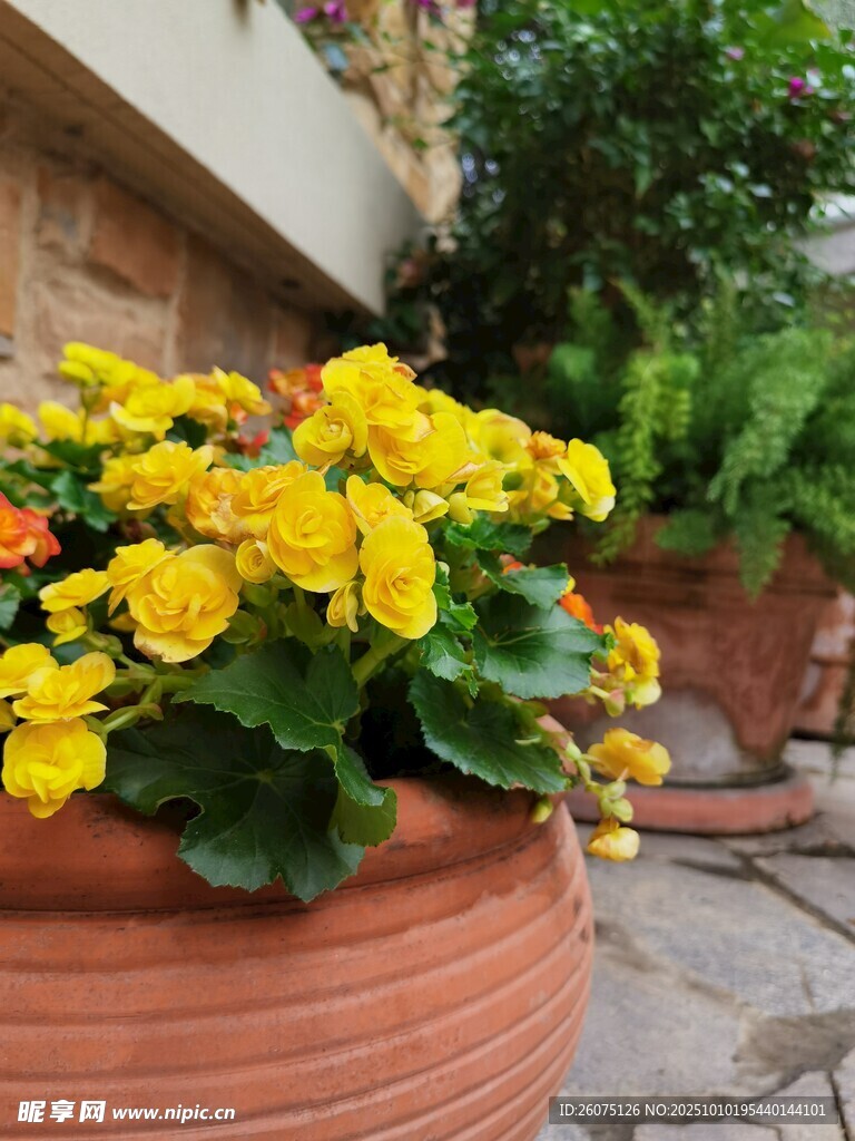 陶盆中的艳丽黄色花卉