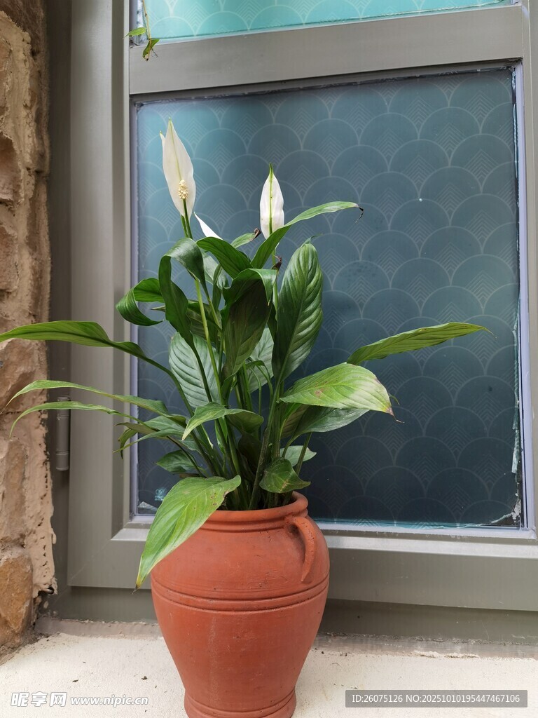 窗边陶盆中的白掌植物