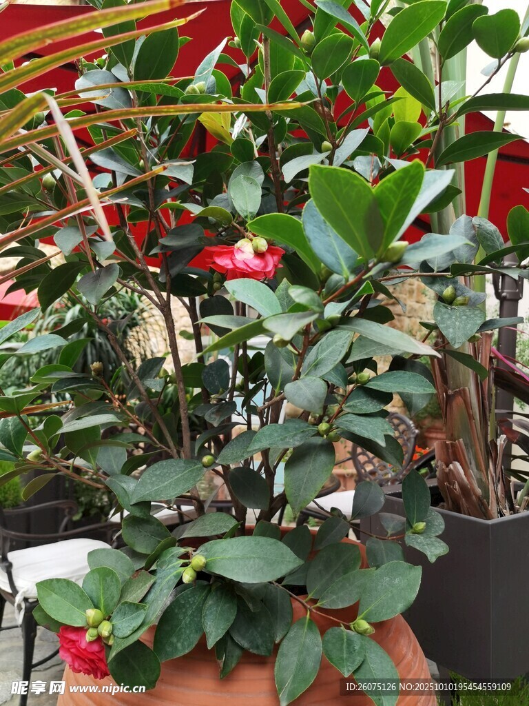 盆栽绿植生机勃勃的景象