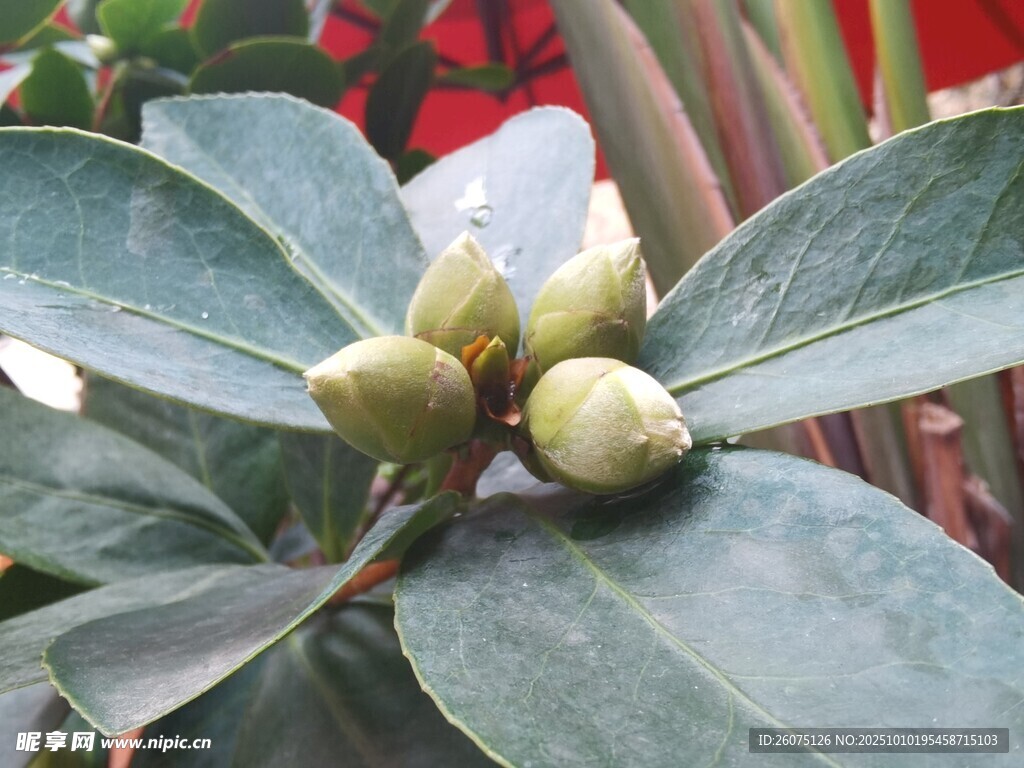 含苞待放的绿叶植物