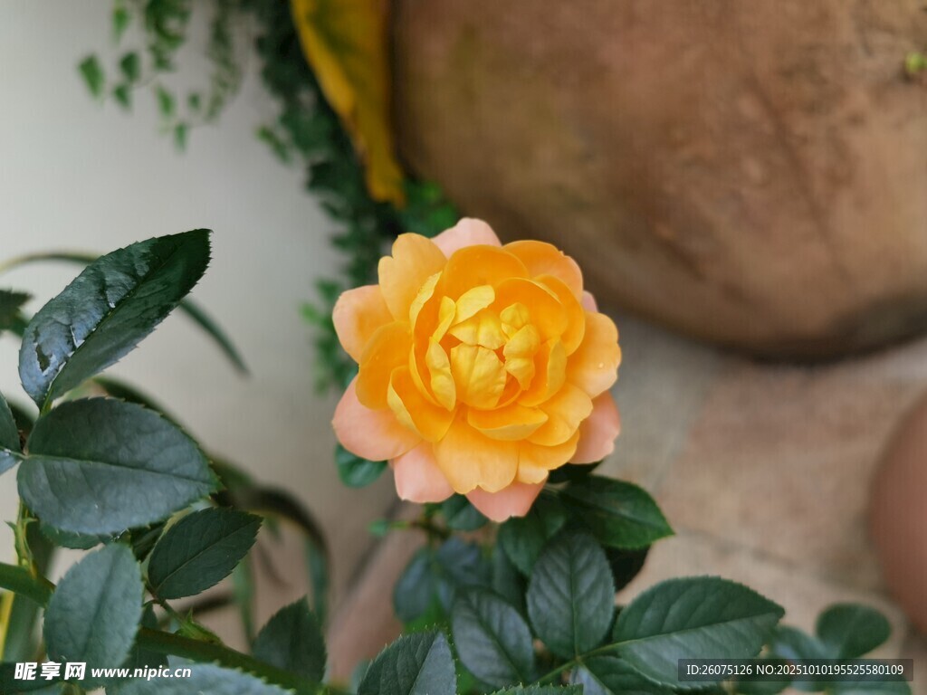 娇艳黄玫瑰与绿叶相伴