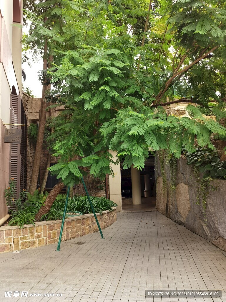 庭院绿植环绕的幽静小道