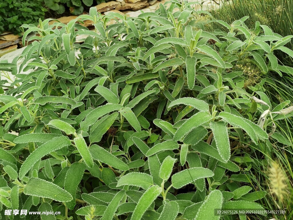 茂盛的绿色植物