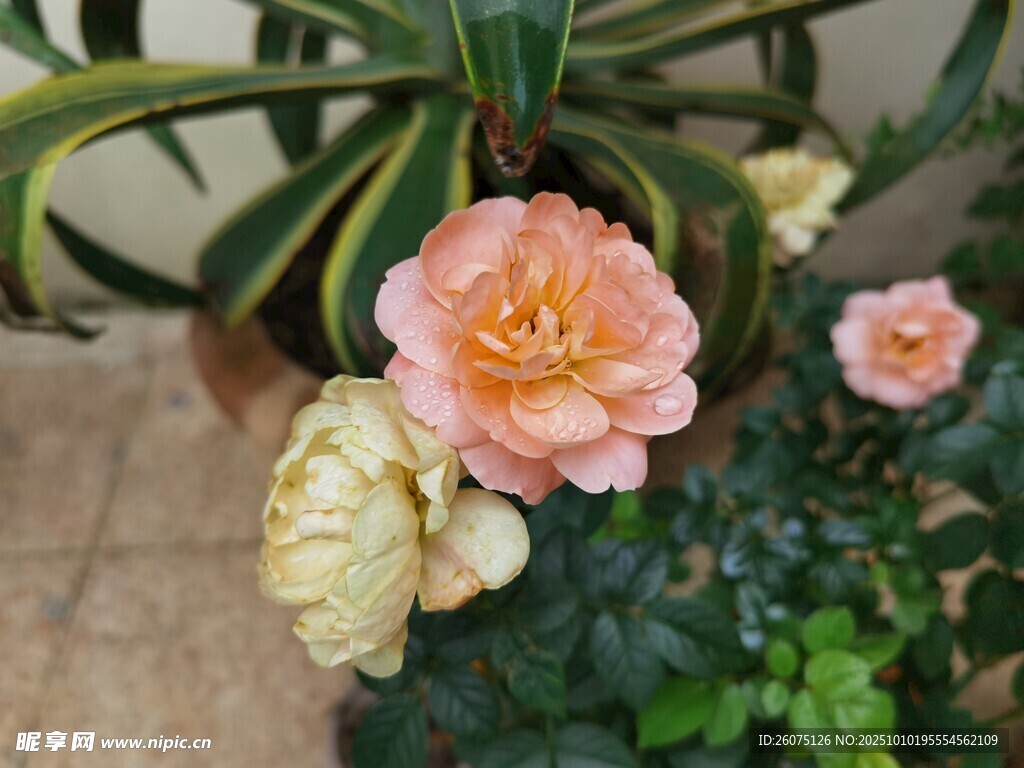 娇艳粉色花卉与绿叶相伴