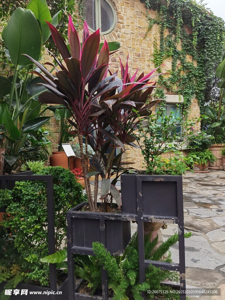 庭院绿植景观