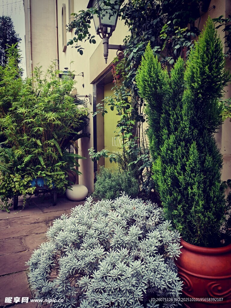 庭院绿植景观清新雅致