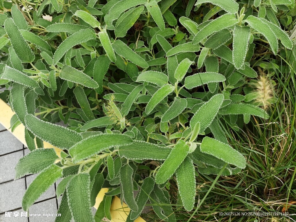 路边翠绿的植物