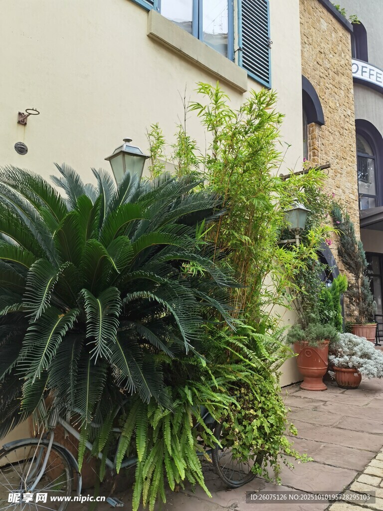庭院绿植景观一角