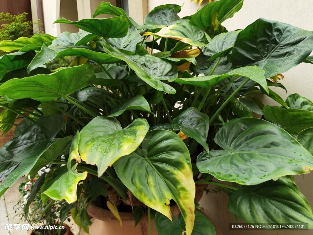 大型绿植盆栽叶片宽大