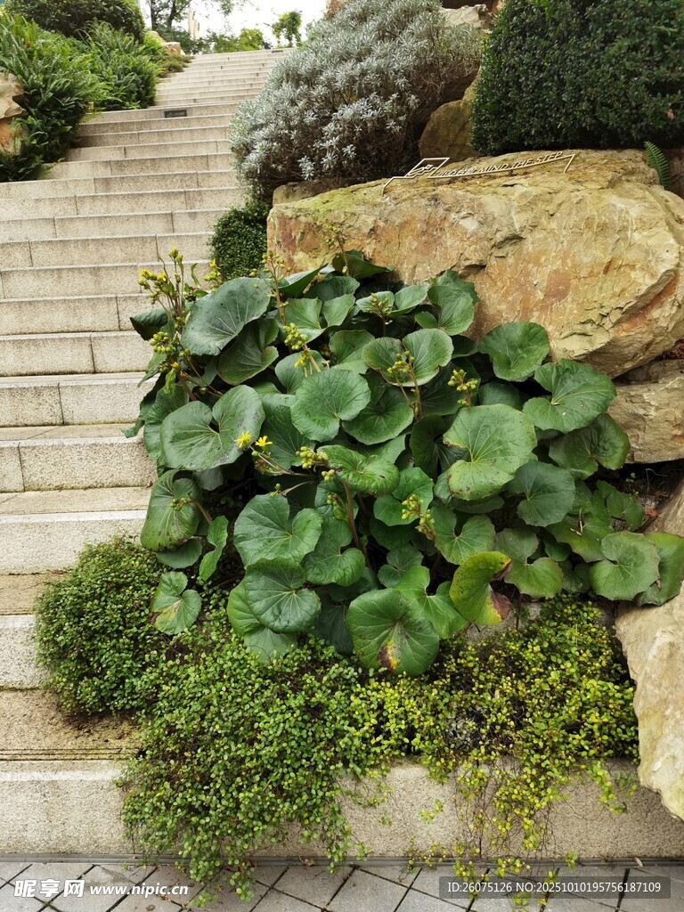 石缝间的绿植景观