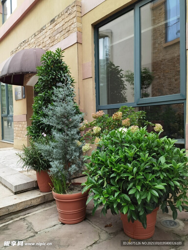 户外盆栽绿植装点庭院