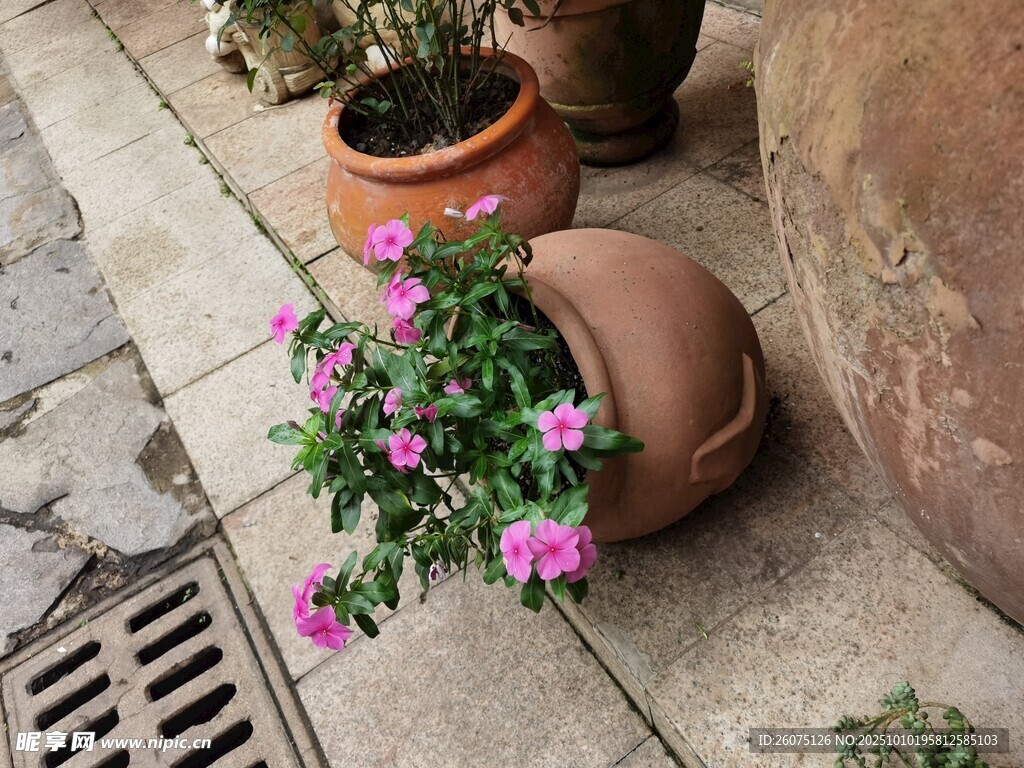 陶盆中绽放的娇艳小花