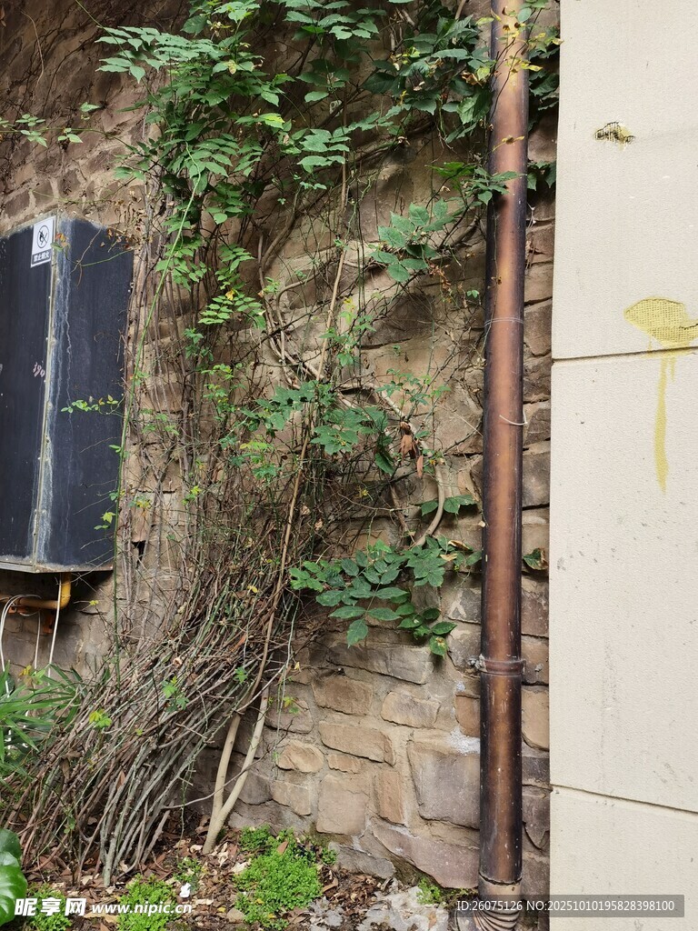 墙边绿植缠绕的电气设备