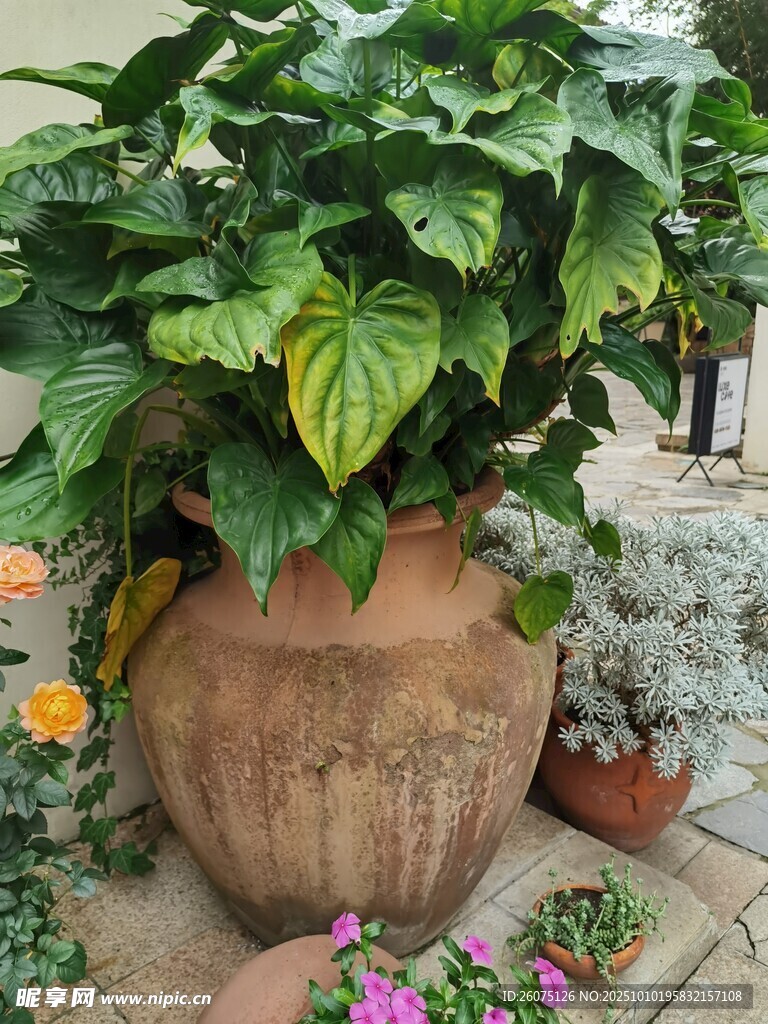陶盆绿植装点美丽角落