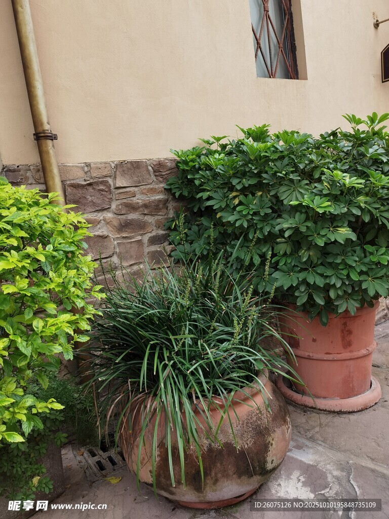 庭院角落的绿植盆栽