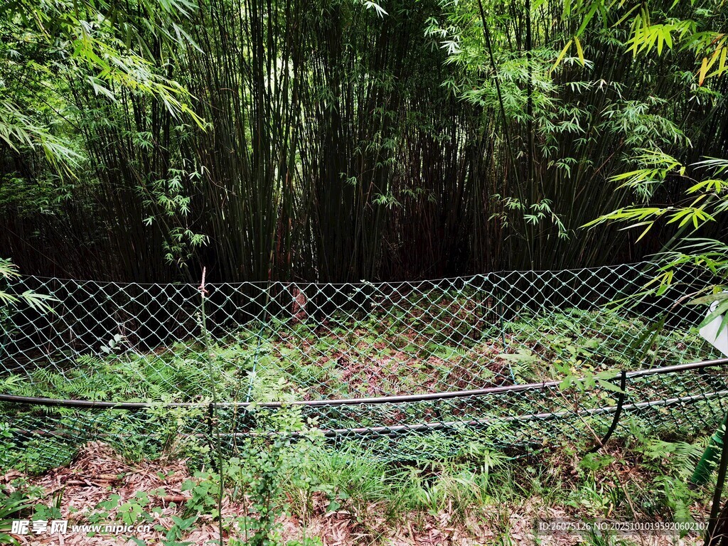 竹林边的围栏与花草景观