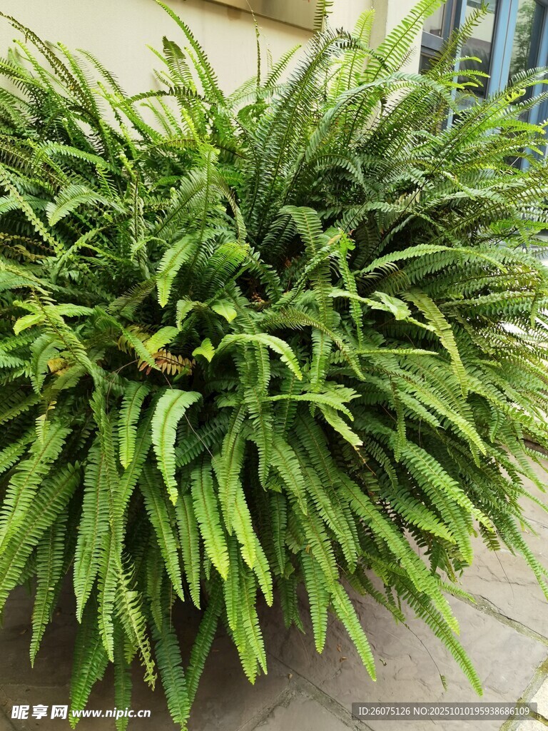 翠绿茂盛的蕨类植物