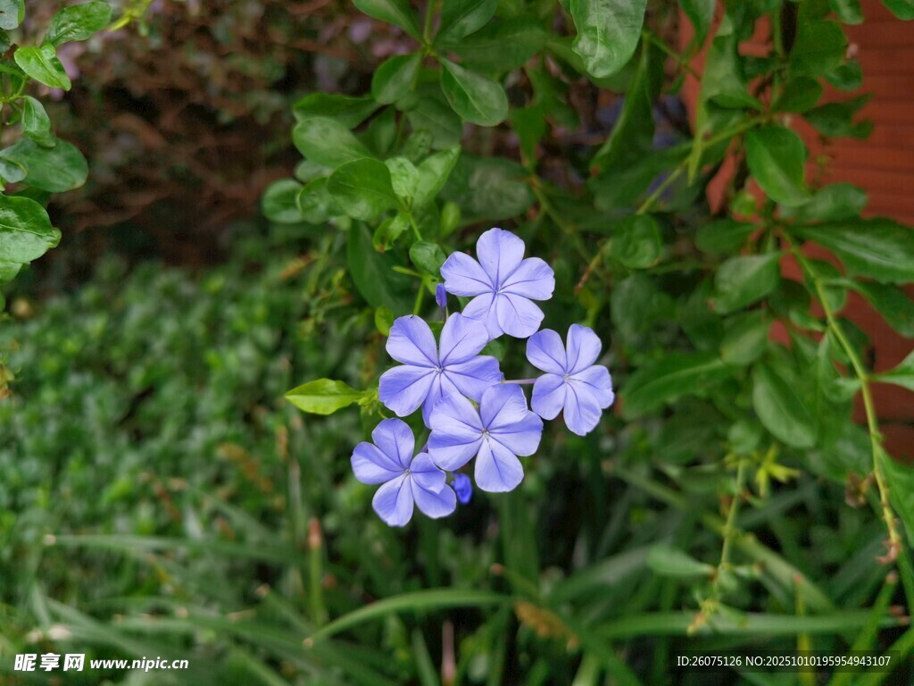 蓝紫色小花绽放于草丛中