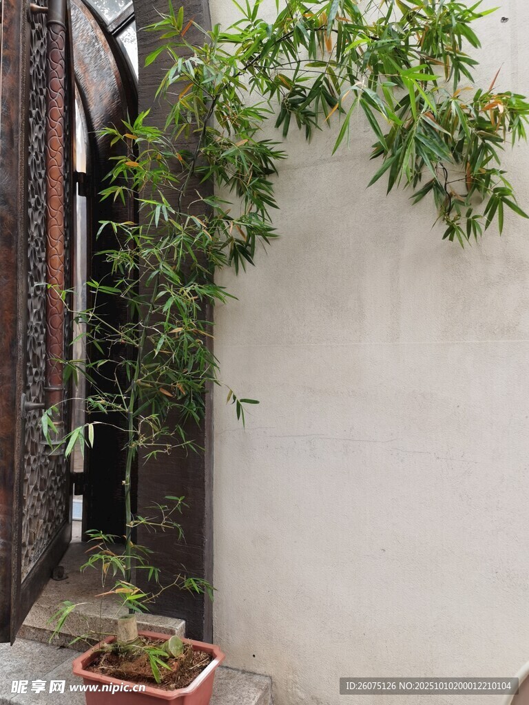 墙边绿植生机盎然