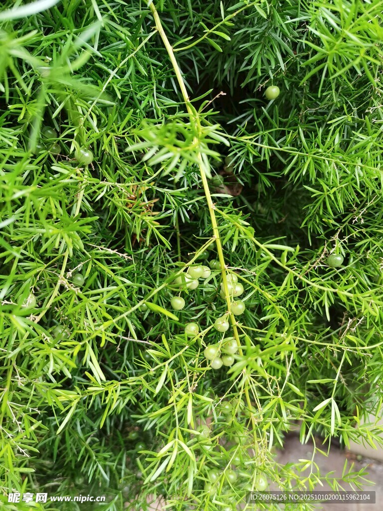翠绿细长植物枝叶特写