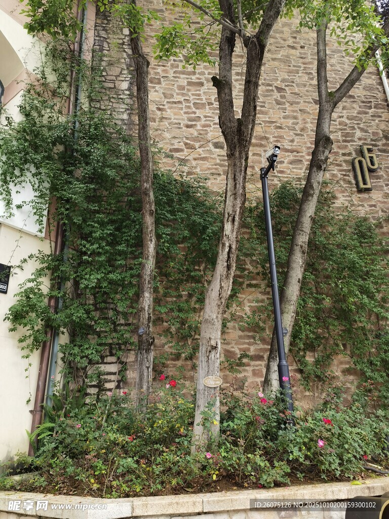 庭院绿植景观