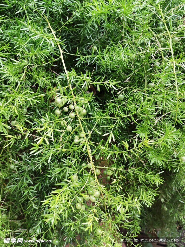 翠绿繁茂的植物枝叶