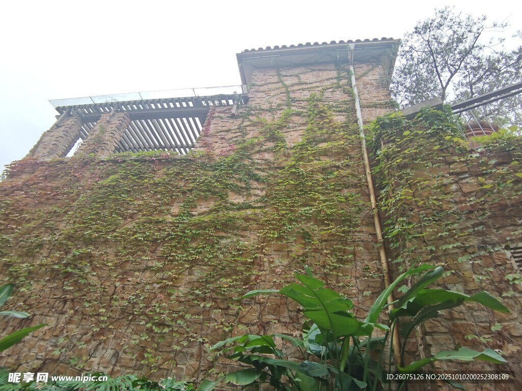 爬满绿植的古老建筑
