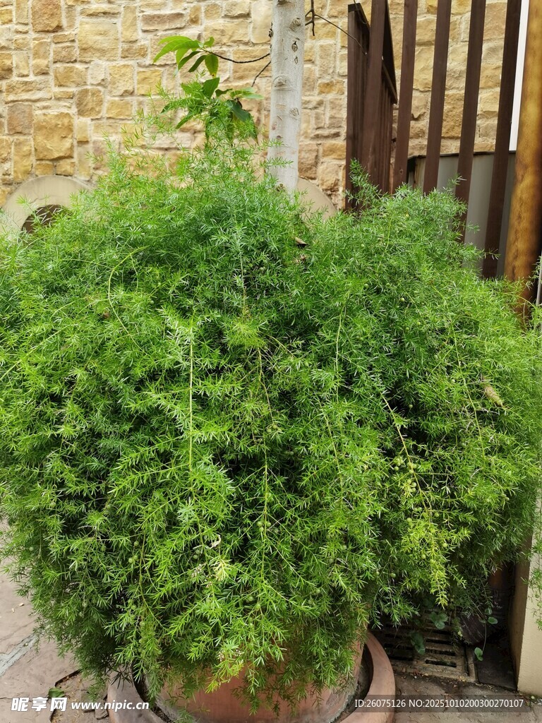 茂盛绿植盆栽置于庭院